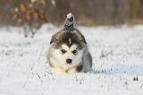 ALASKAN MALAMUTE 234